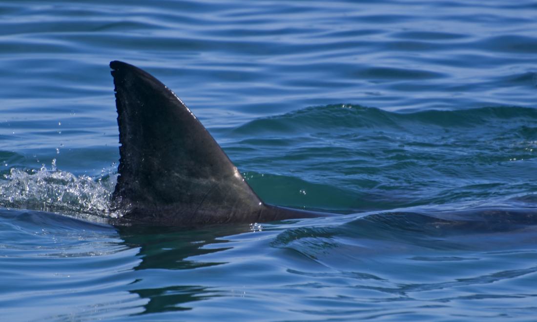 Shark fin in Baltic Sea Gerrmany