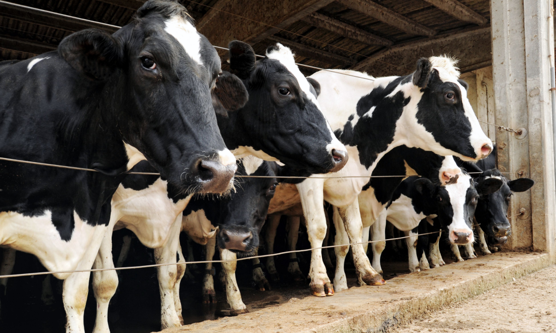 Cows on farm in Germany