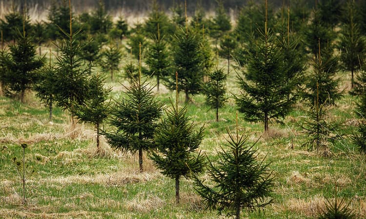 Dispute over fir tree moves to Switzerland’s highest court