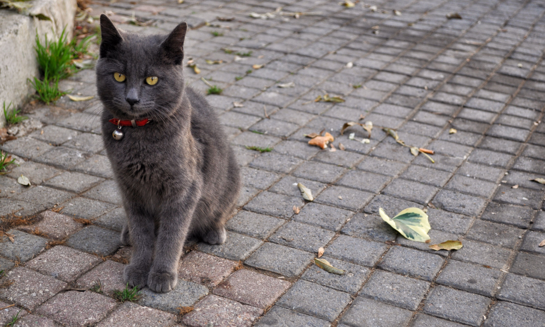 Sale of pedigree cat leads to fight in Hamburg