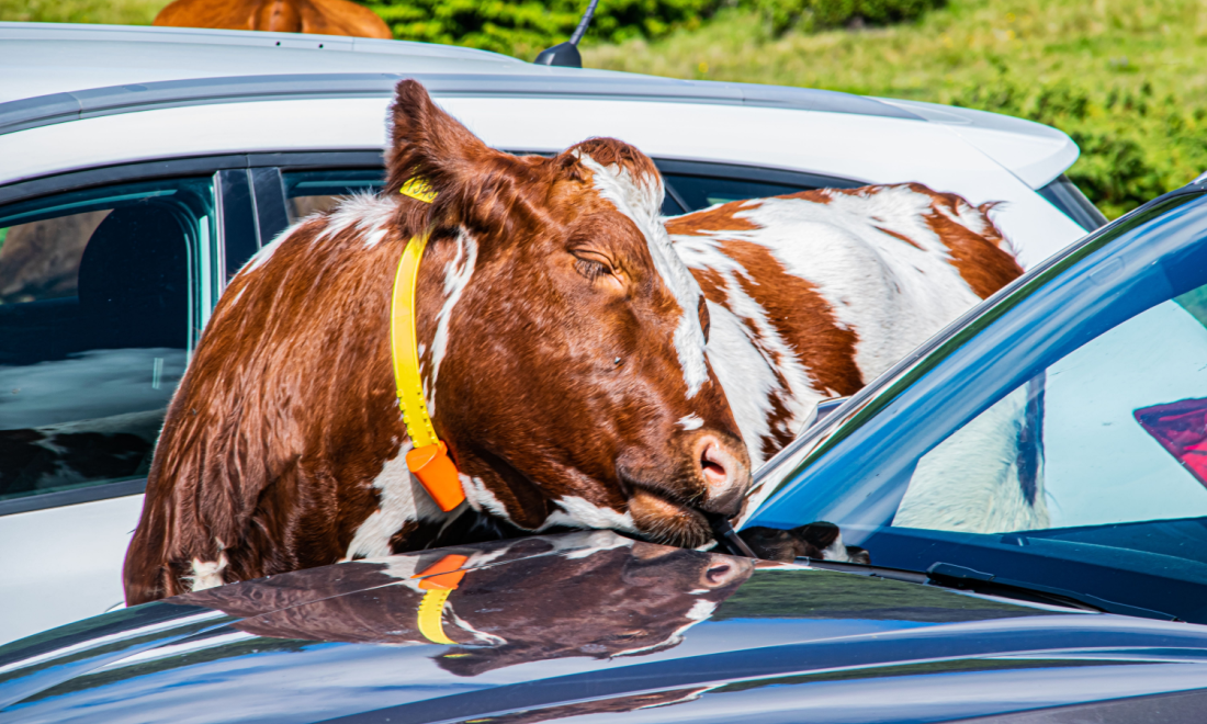 German cows cause 10.500-euros of damage by licking Mercedes