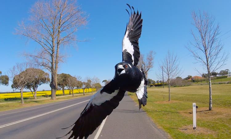 Cuddly magpie terrorises town in Switzerland