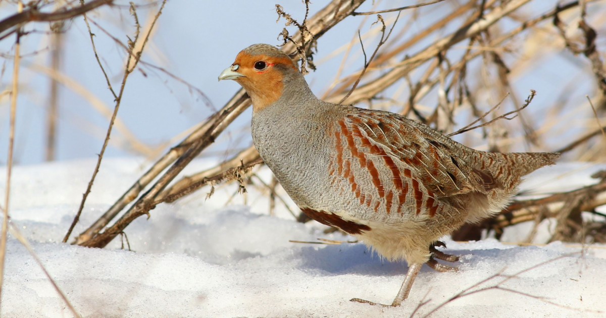 Partridge Bird Germany
