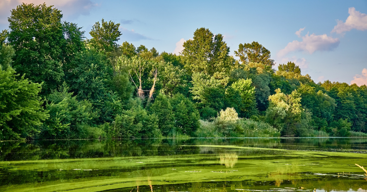 Blue-Green Algae in Swiss Lakes: What Swimmers & Dog Owners Need to Know This Summer