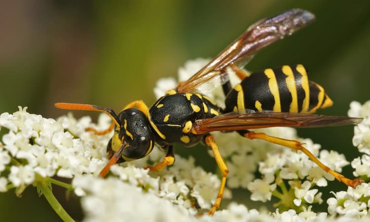 Switzerland hit by wave of hungry angry wasps due to the hot dry weather