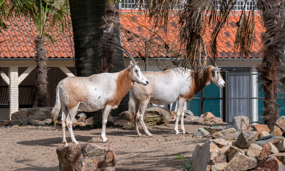2 Sahara oryx at ARTIS zoo in Amsterdam