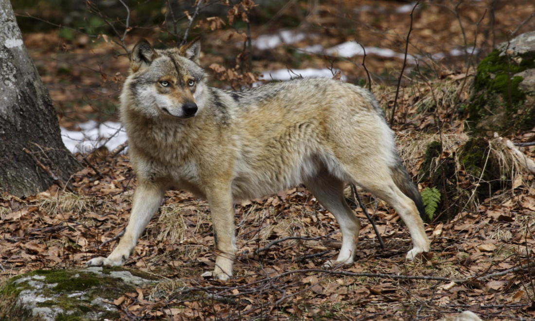 A wolf stands alone in a forest in Germany