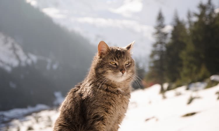 Climate association proposes cap on number of cats in Switzerland