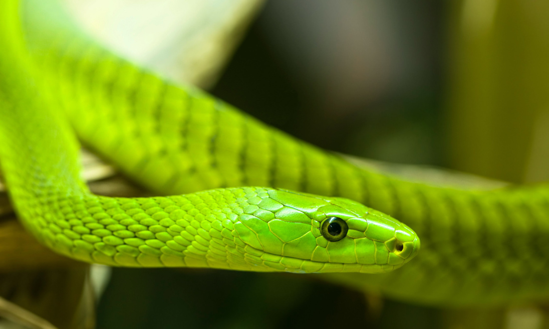 Green Mamba snake Tilburg