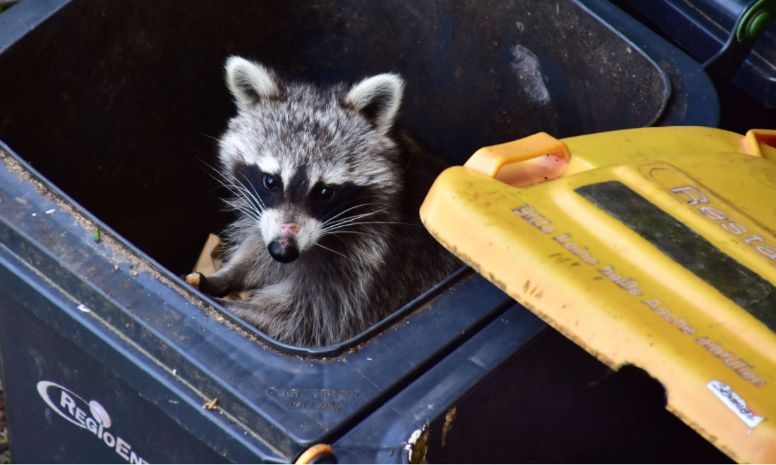 New study maps most common urban animals found in Berlin