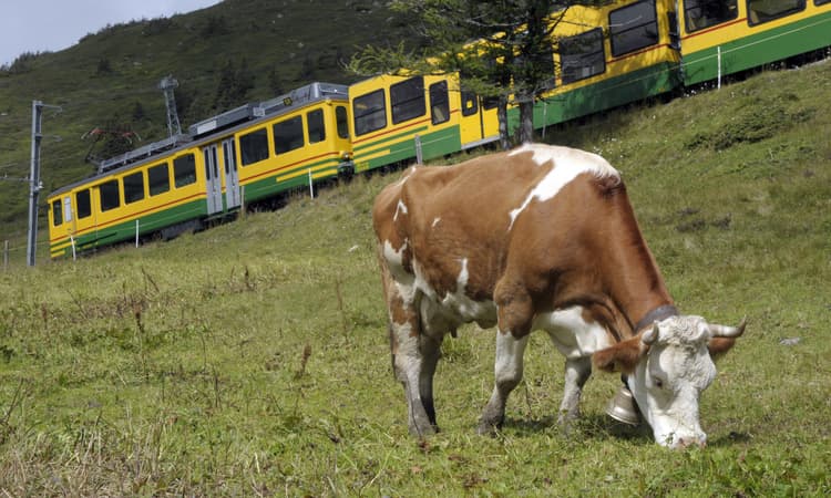 [Video] Cow rides train in Switzerland