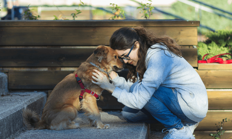 Canine cuddles: Swiss university introduces campus dogs for stress relief