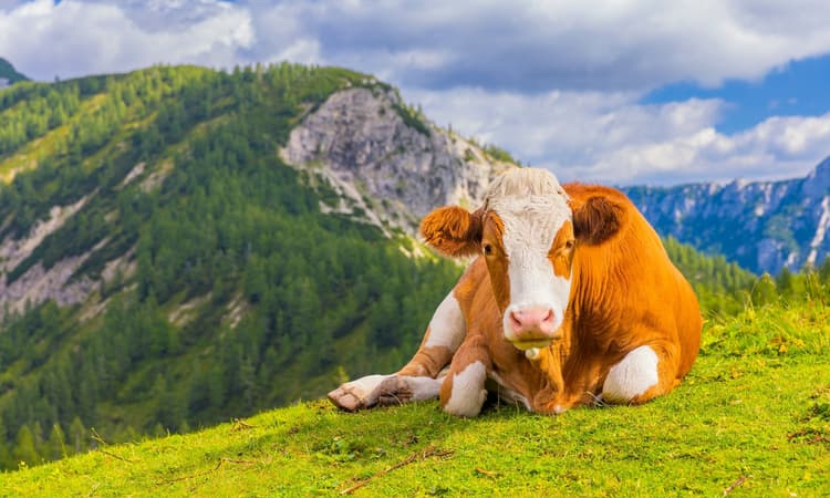 Video of happy Swiss cows frolicking in field goes viral