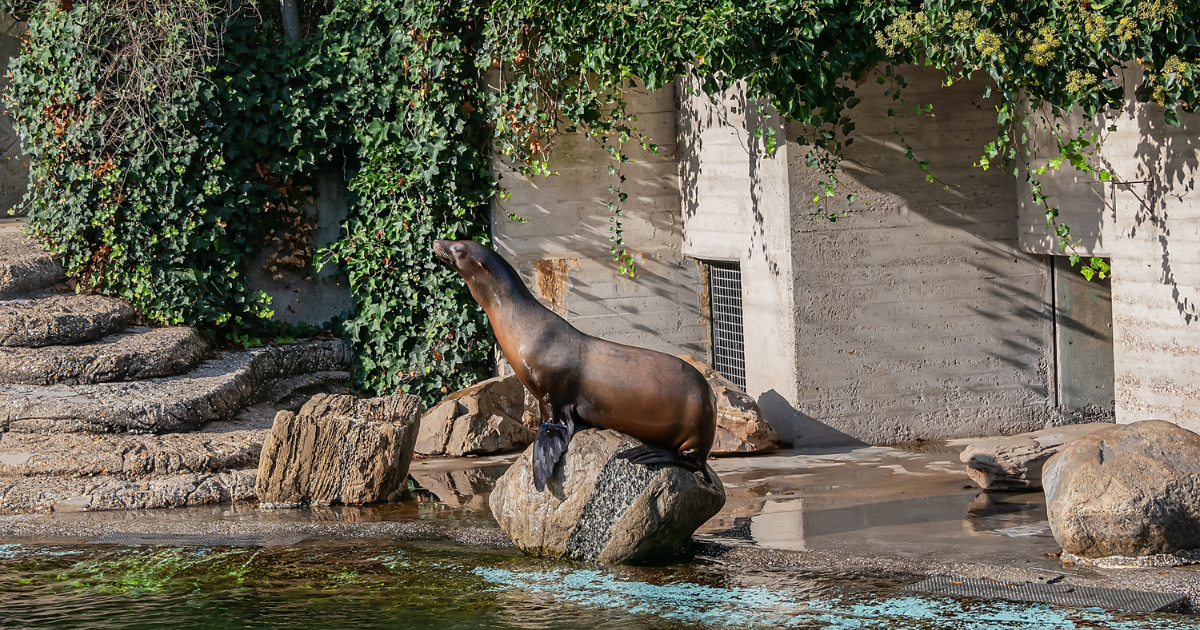 Sea Lions Artis Zoo Amsterdam