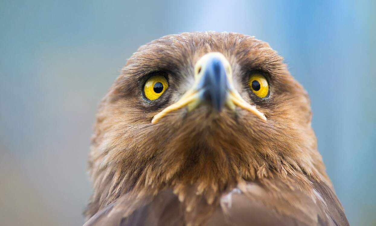Geran endangered lesser spotted eagle