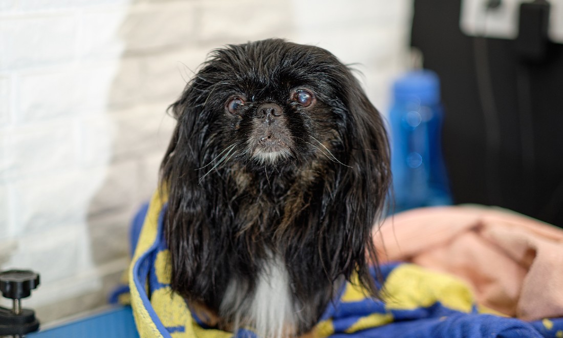 Black Pekingese dog