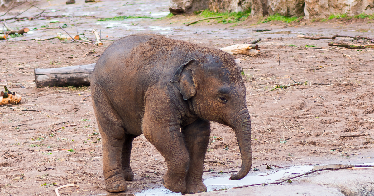Elephant Birth Artis