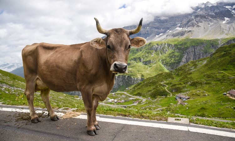 Swiss study finds cows are not so bad for the environment