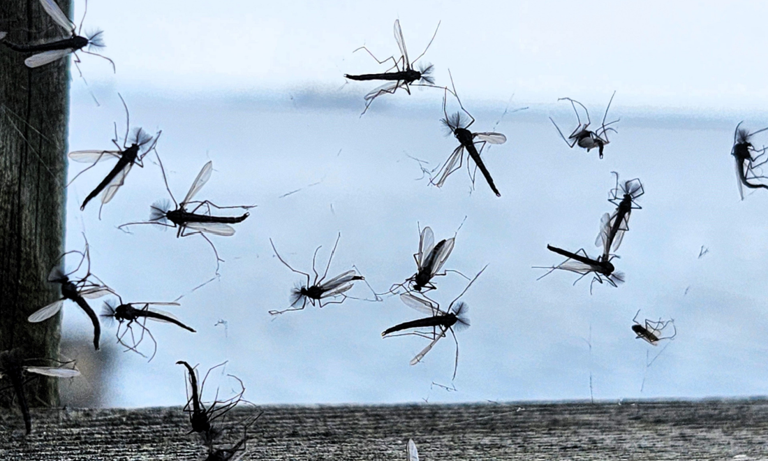 Mosquitos at Bodensee lake Germany