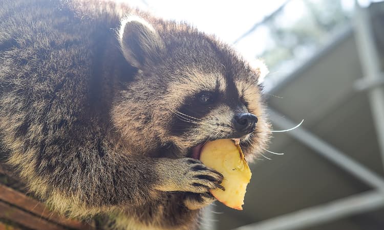 The fluffy menace: Swiss canton to hunt troublesome raccoons