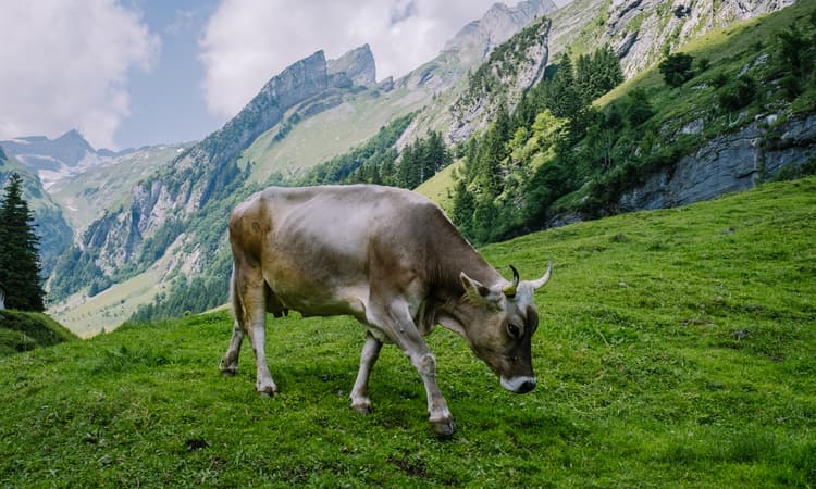 [Video] Flying Swiss cow goes viral on Instagram