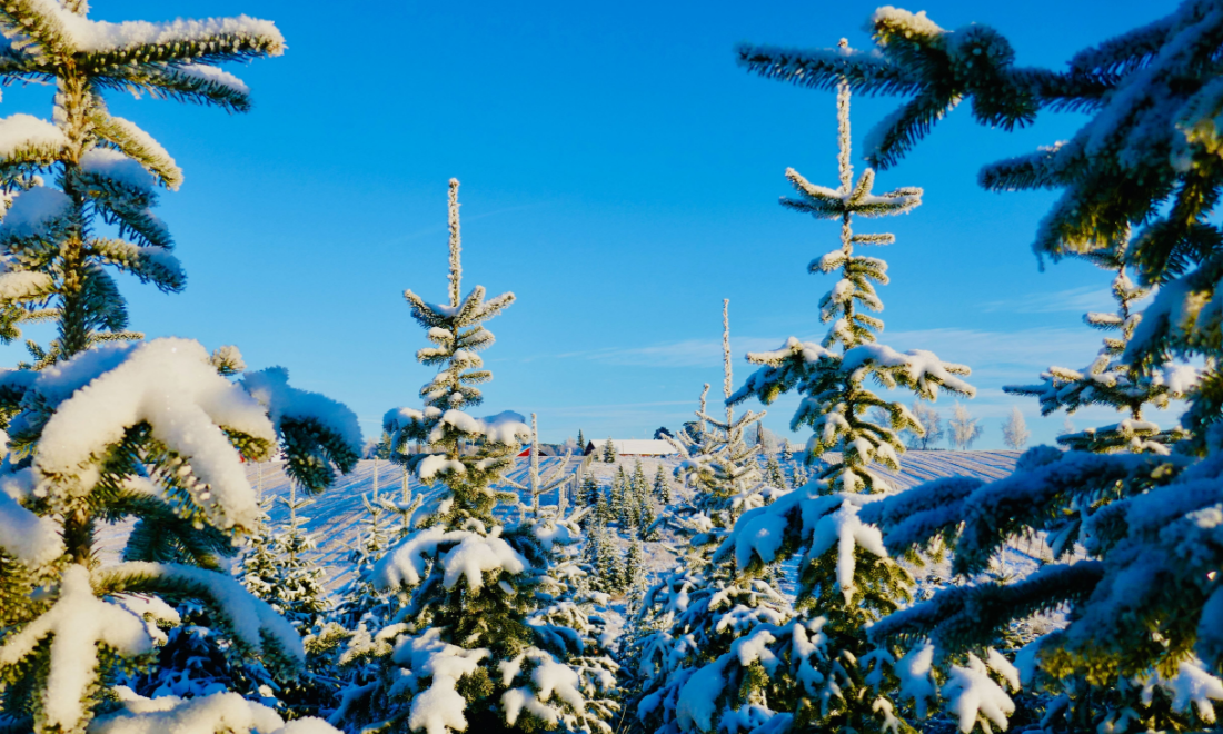 Tannenbaum in Germany