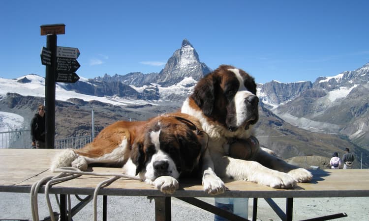 The most popular dog names and breeds in Switzerland revealed