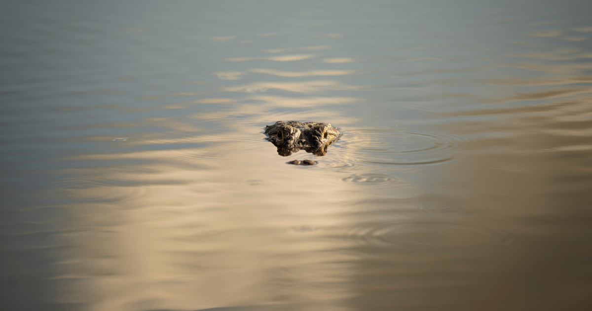 Crocodile Head Lake