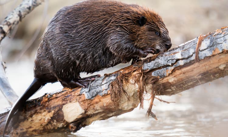 Beavers are destroying a UNESCO-protected site in Switzerland