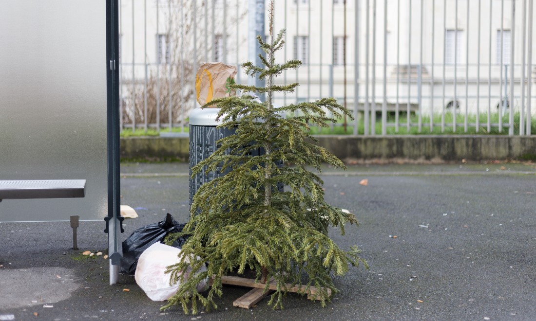 Christmas tree in a bin in Germany