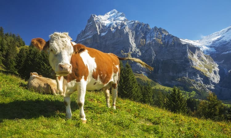Do Swiss cows have names?