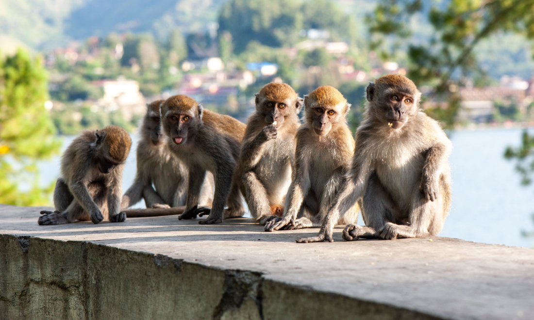 Monkeys transported to Germany