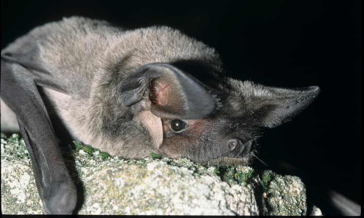 Geneva to dim streetlights to help bat population