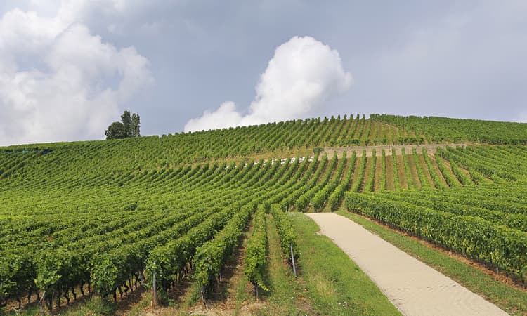 Farmers in Valais selling vineyards for 1 Swiss franc