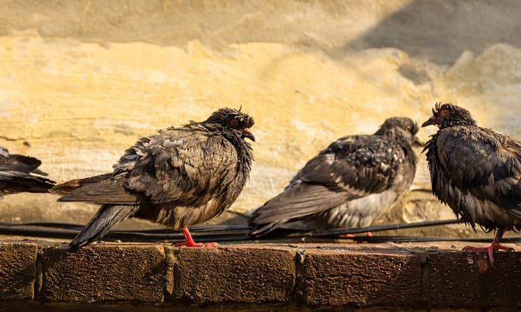 Basel enlists falcons and buzzards to tackle pesky pigeons 