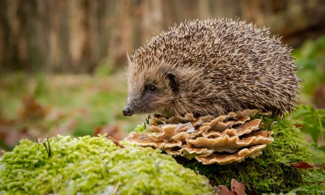 Hedgehog in a German forest