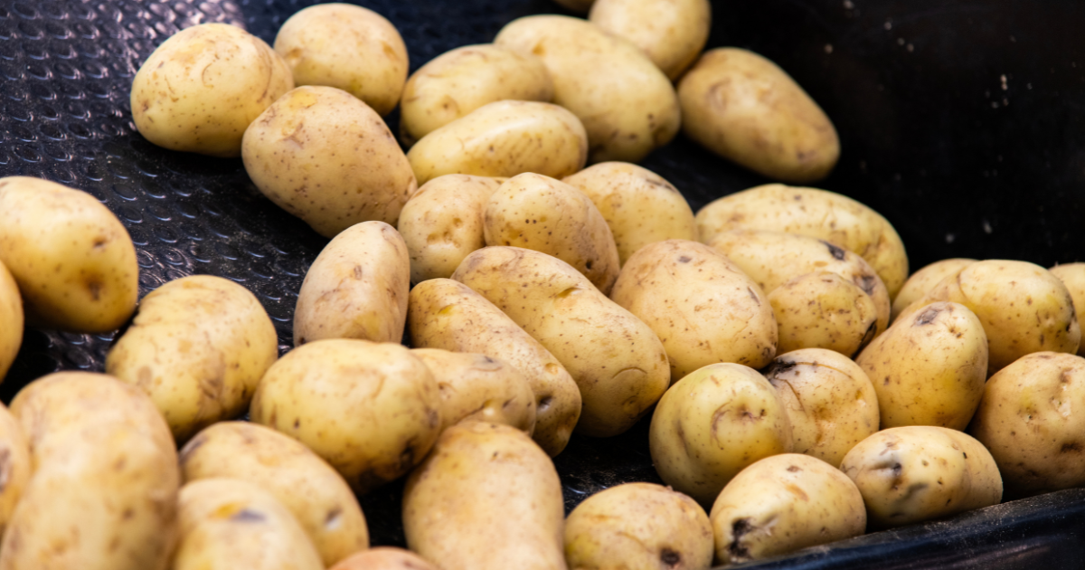 Record low potato harvest in Switzerland expected to drive up food prices