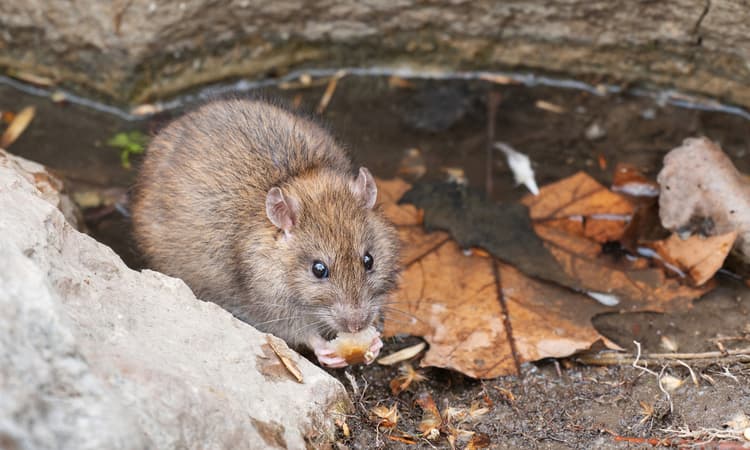Retired Swiss lab rats to be given loving homes under new scheme