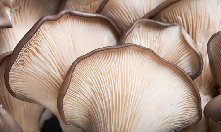 Swiss company pioneers mushroom-based bricks and panels for houses