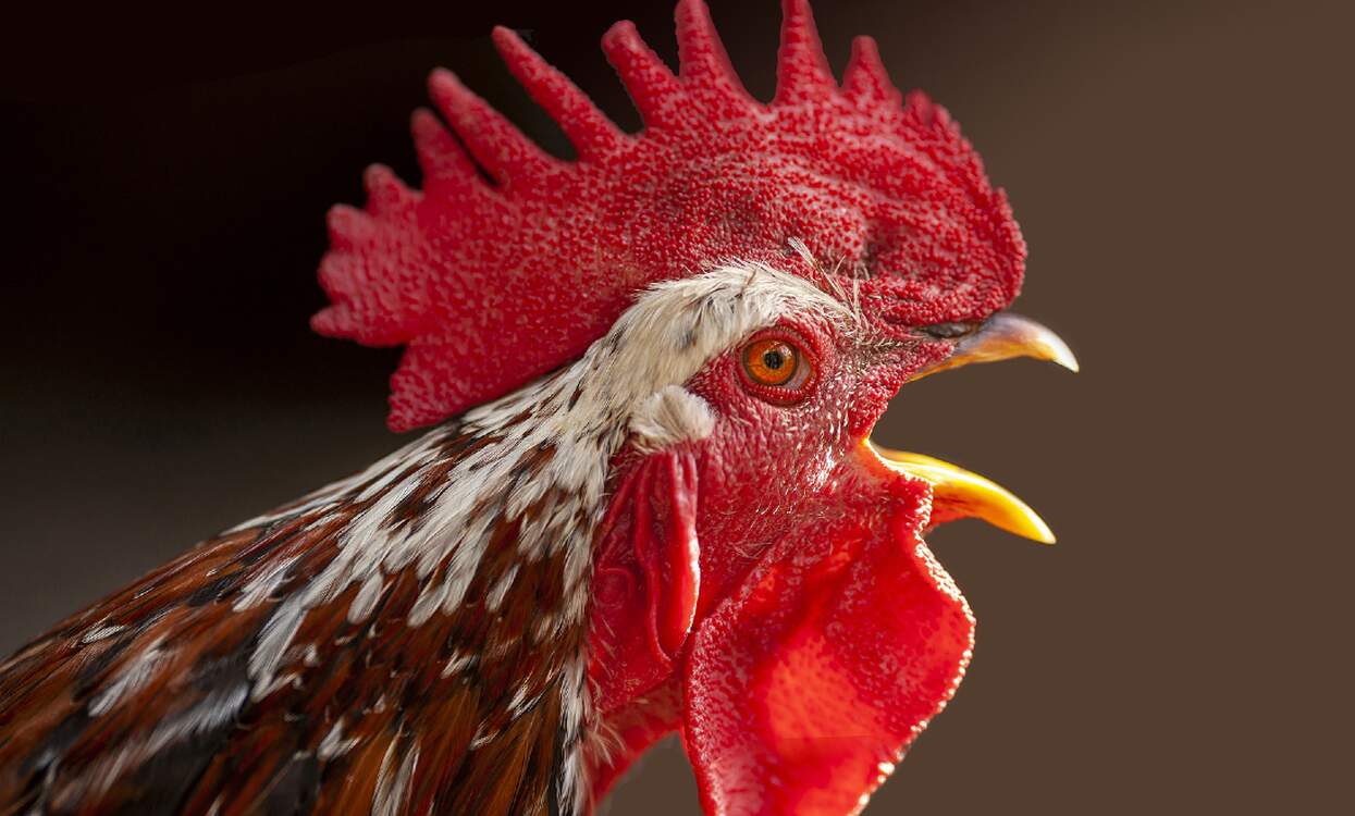 Rooster banished to soundproofed coop after neighbour brings court complaint