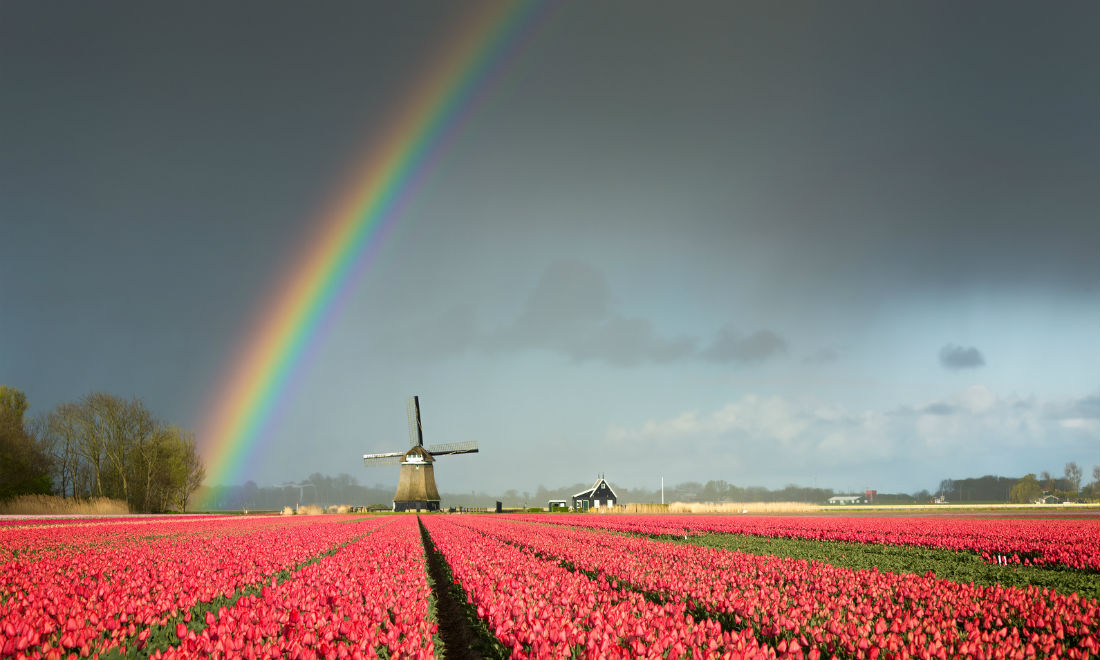 Dutch weather and windmill next to tulip fields