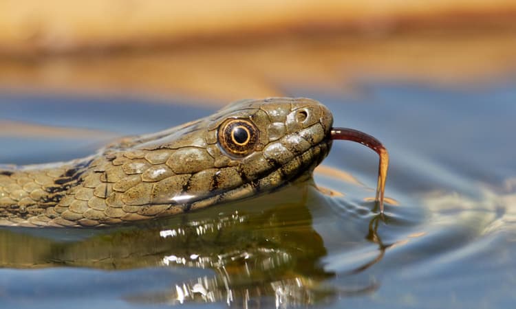More and more snakes appearing near Lake Zurich