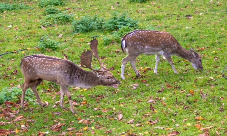 Number of deer in Canton Zurich reaches 38-year high