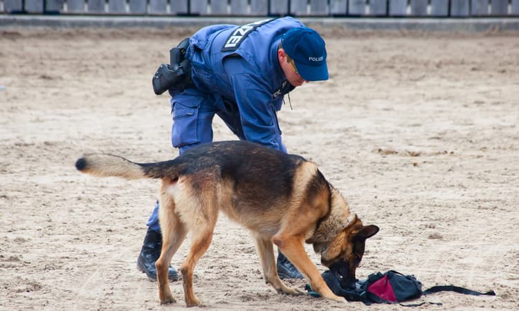 Hero police dog rescues elderly Swiss man in 30 minutes
