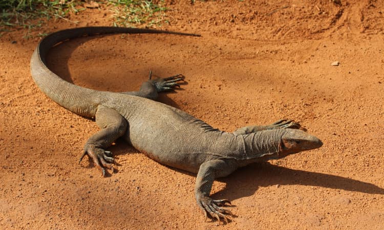 Fossil of giant lizard native to Asia discovered in Switzerland