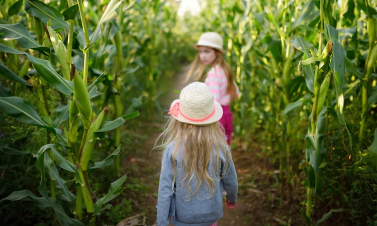 Test your wits at these 8 amazing mazes in Switzerland