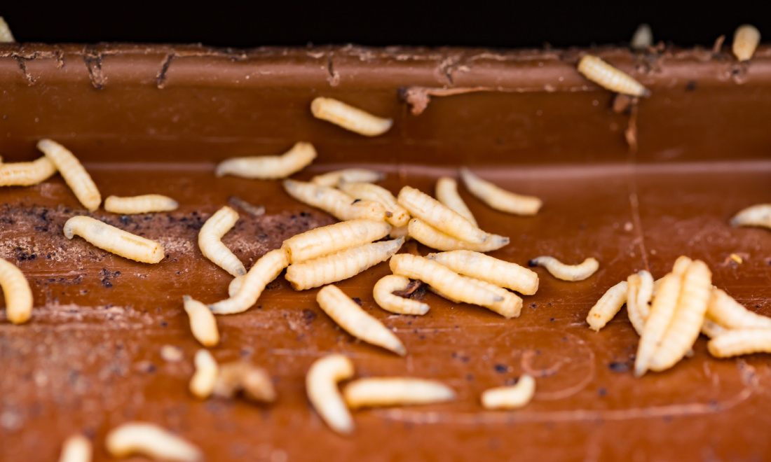 Plane turns back to Schiphol after maggots fall from overhead locker