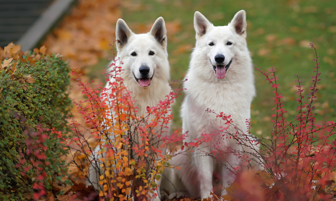 Dutch court rules disorderly dogs can only be in the garden for 2 hours a day