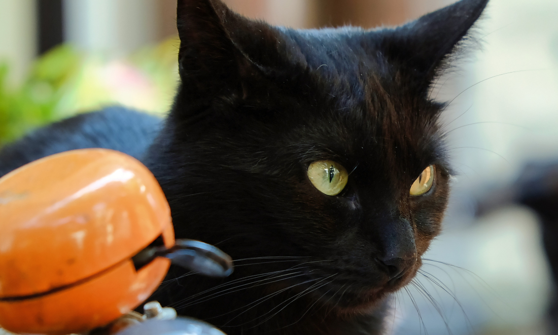 Black cat in Amsterdam