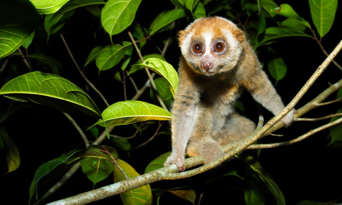 Amersfoort zoo night monkey